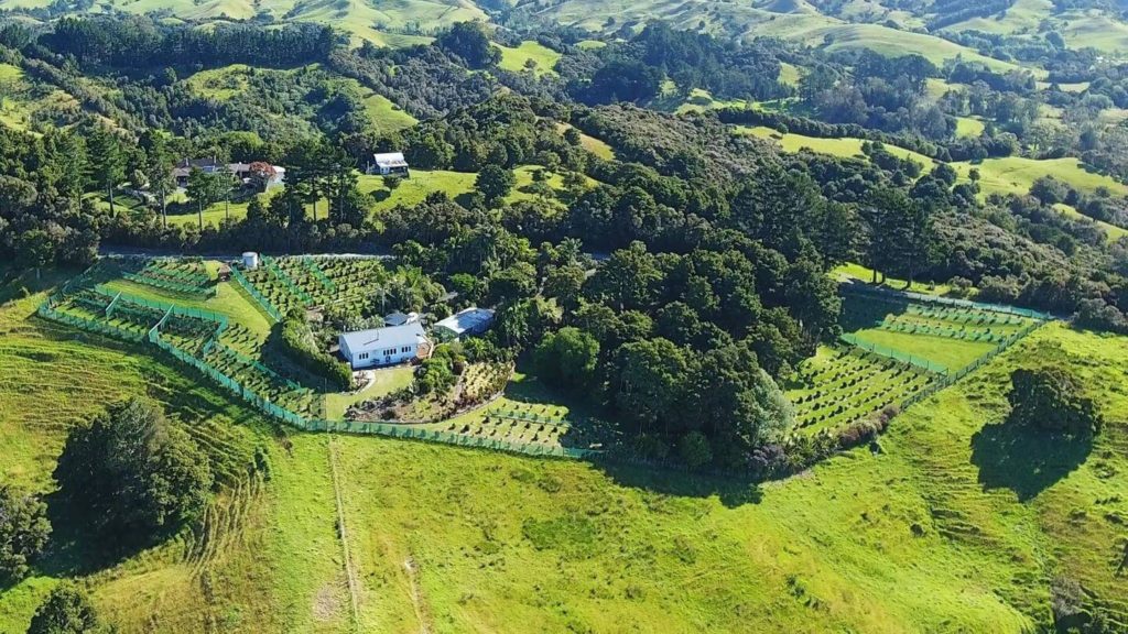 Pekerau Hills Coffee Farm local businesses in New Zealand