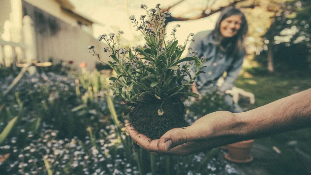 hadn holding plant gardening reconnect with nature