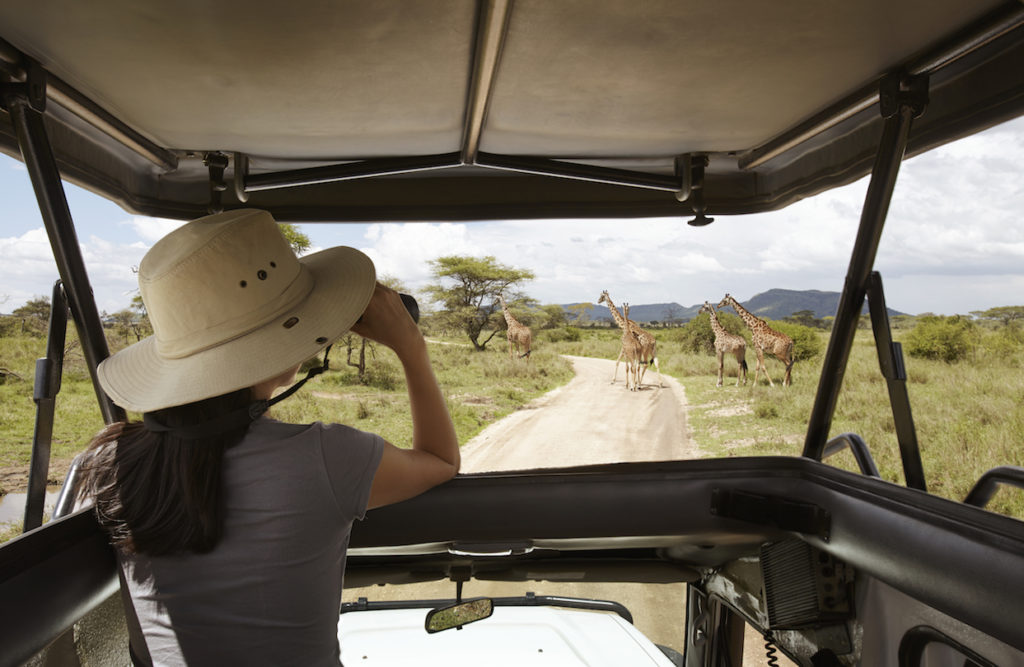 A woman on a Tanzania Tour observing giraffes from a vehicle.