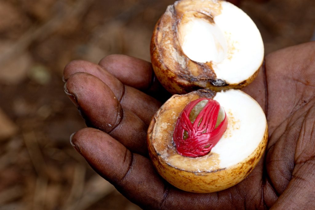 Taste and smell the spices, herbs and fruits and learn how they've been cultivated and used for centuries at a spice farm (shamba) in Zanzibar