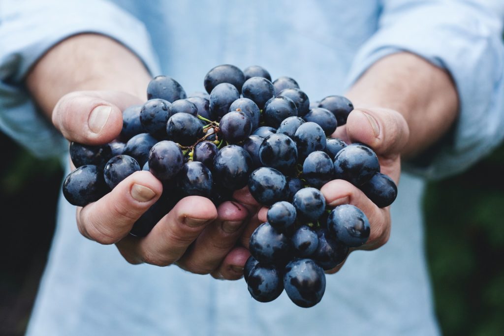 A man's hands holding a bunch of black grapes, perfect for making the best Chilean wine.