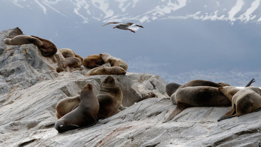 sea lion colony Ushuaia Patagonia Chile or Argentina