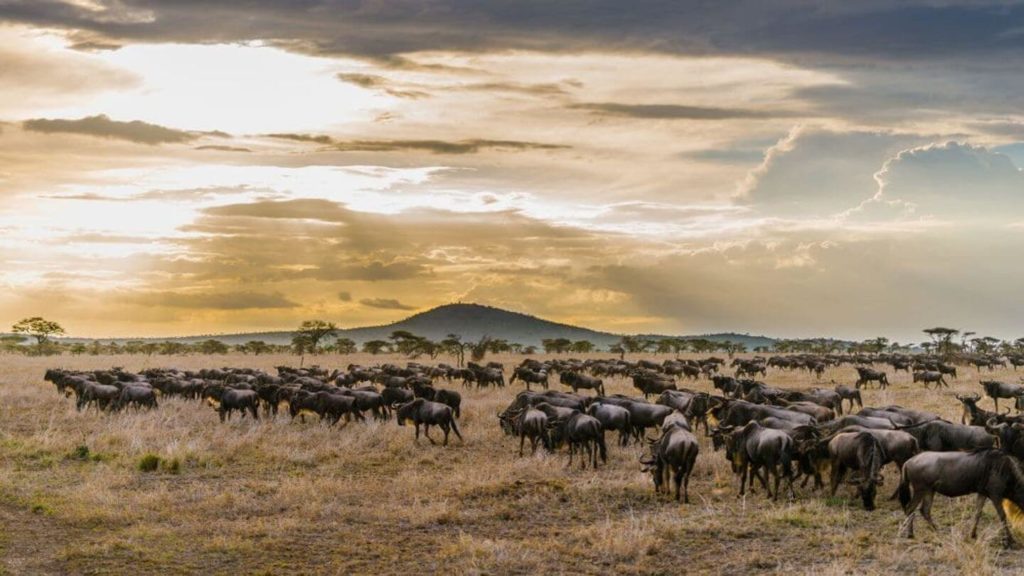 A herd of wildebeests roam the savannah, a common sight in the Trafalgar community.