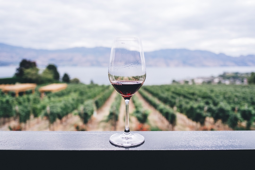 glass of wine in front of vineyards