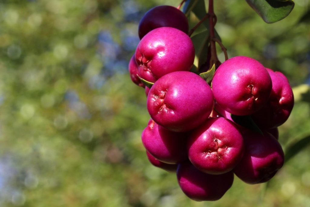 Lilly pilly berries 