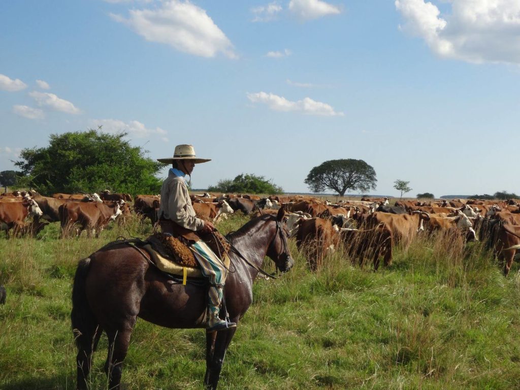gaucho cowboy cattle Las Pampas Argentina 