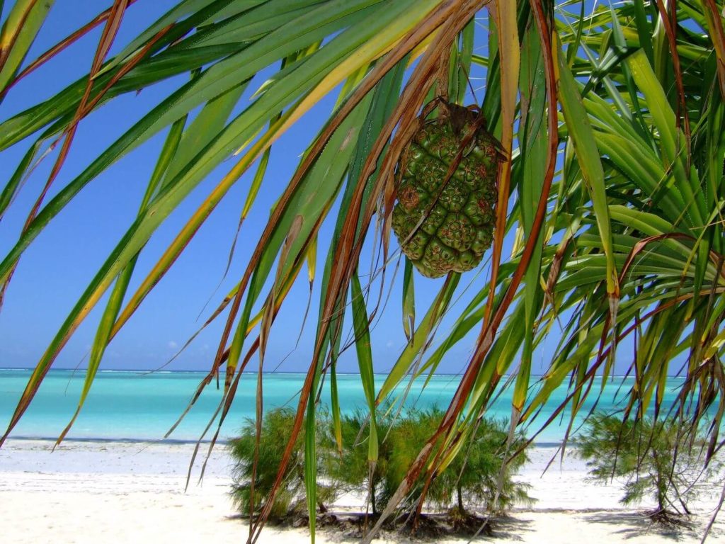 blue ocean palm tree Christmas in Zanzibar