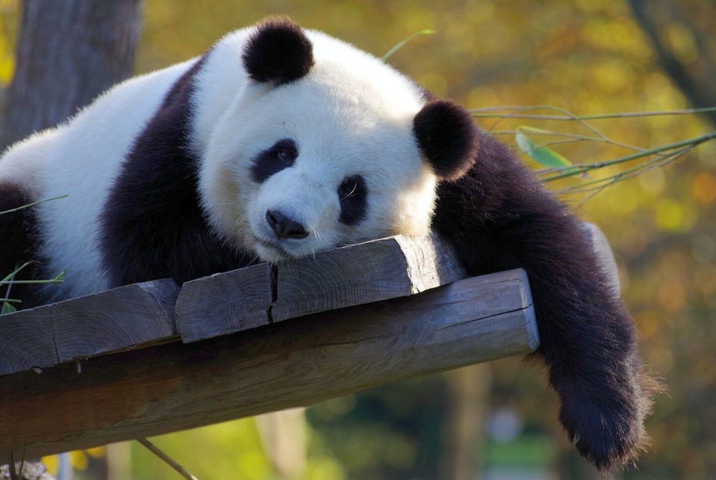 giant panda bear lounging in Chengdu China Asia bucket list