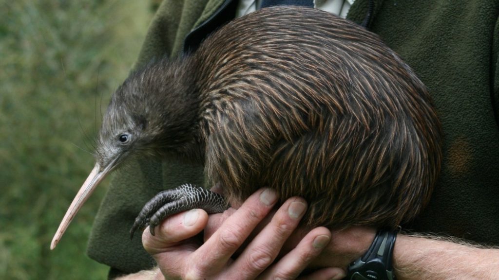 Man holding a kiwi bird