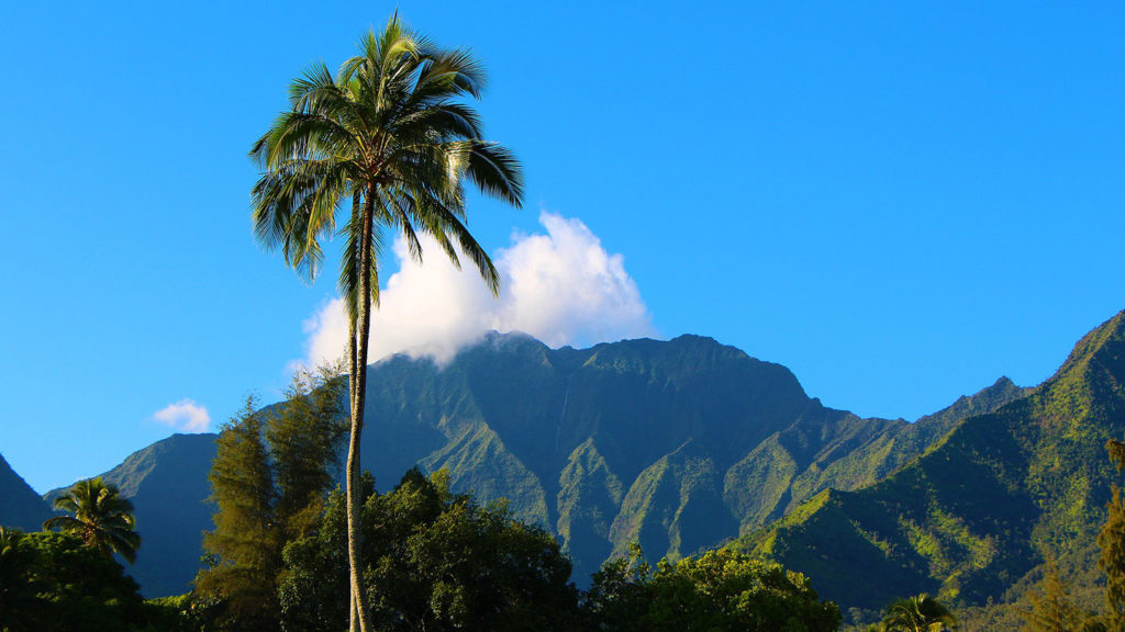 A lone palm tree, reminiscent of the scenery in many movies filmed in Hawaii, stands in the foreground against a backdrop of lush green mountains and a clear blue sky with a few white clouds.