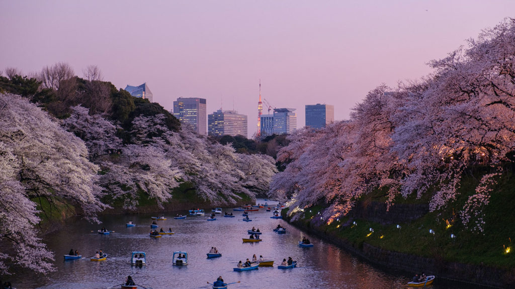Sakura blossoms in full bloom along a river with people enjoying boat rides at dusk in a cityscape.