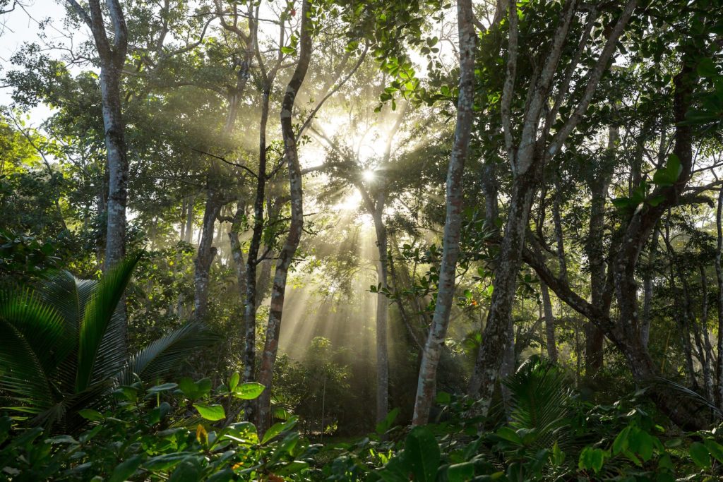 Sunlight streaming through a dense forest canopy on a trip to Costa Rica.