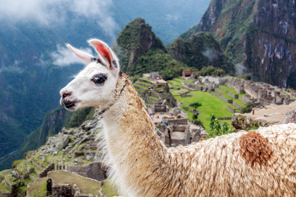 Llama overlooking the ancient Inca ruins during a tour of Machu Picchu, with a cloudy mountain backdrop.
