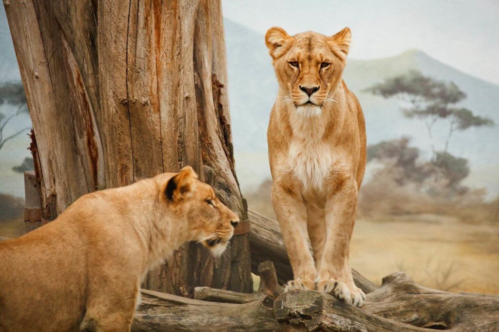 two lionesses trip to Africa