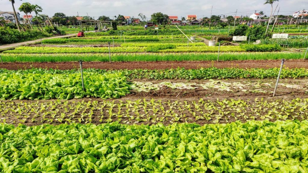 green vegetable gardens Thanh Dong Organic village Hoi An
