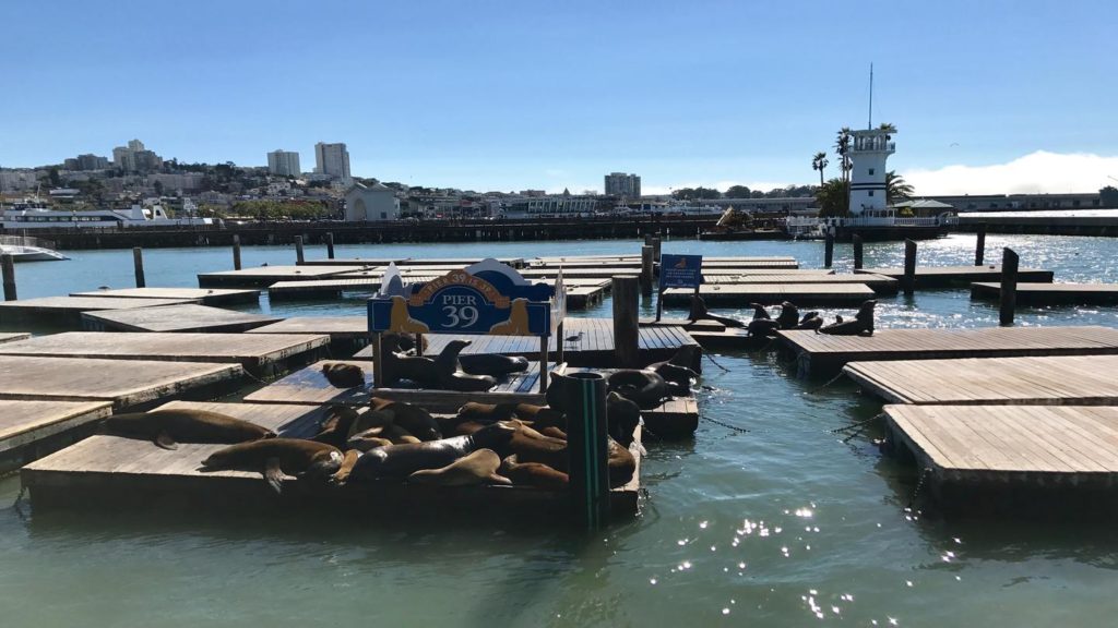 Pier 39 seals san francisco