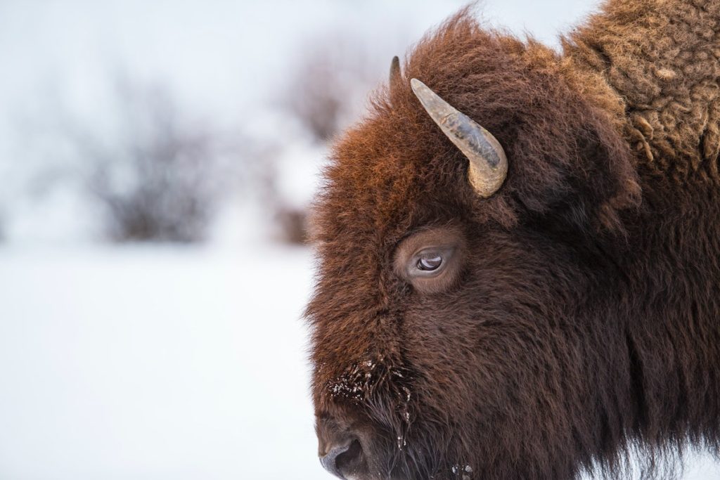 Yellowstone Lamar Valley