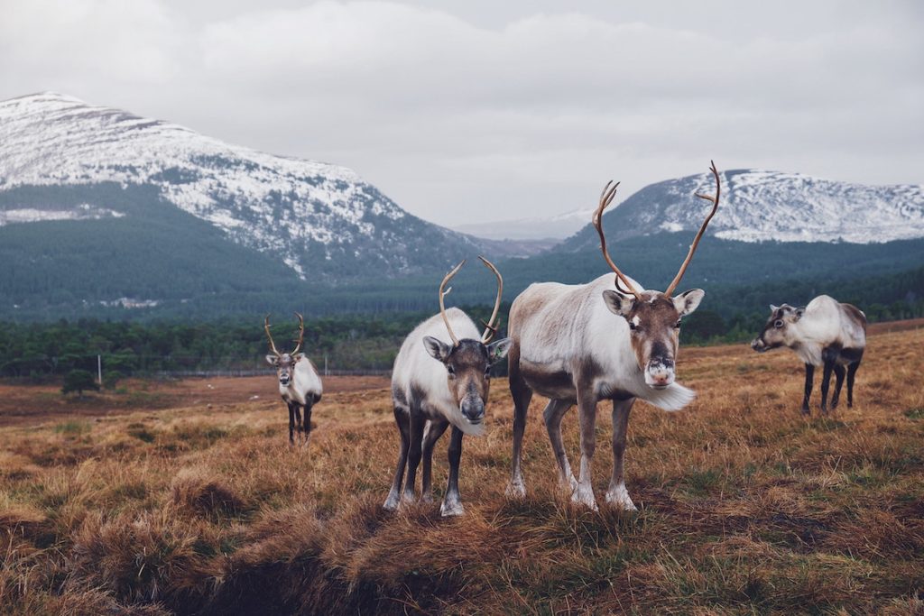 Cairngorms Scotland UK film locations