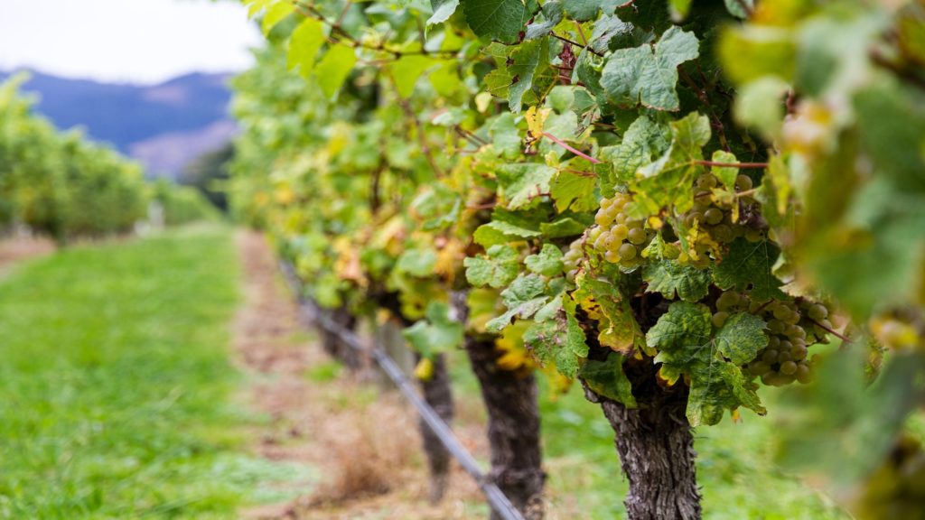 Marlborough Wine Region