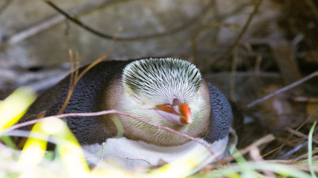 Penguin New Zealand