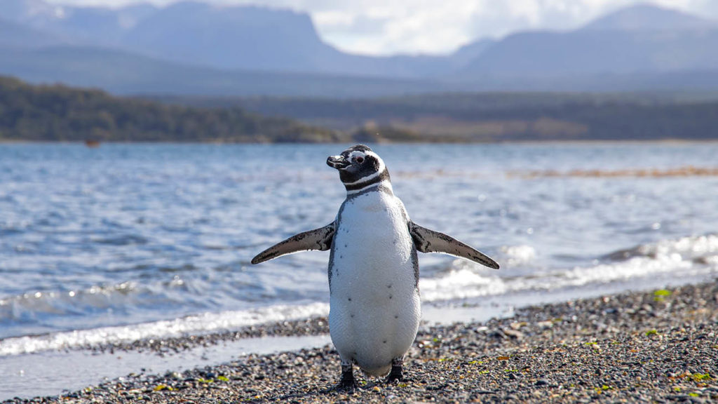 A magellanic penguin standing on a pebble beach in UNESCO-listed Patagonia, with mountains and water in the background.