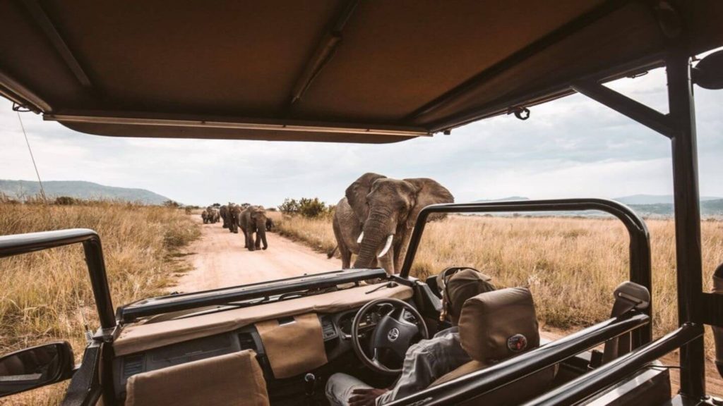 A safari vehicle observing a herd of elephants on a dusty road in one of the best places for safari in a grassland habitat.