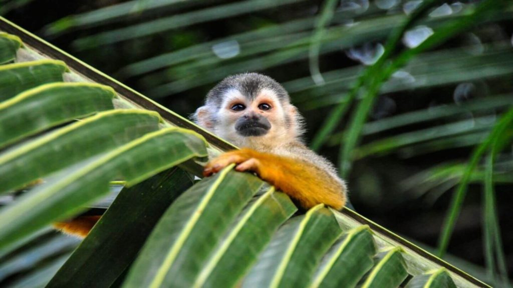 little monkey on a leaf Costa Rica