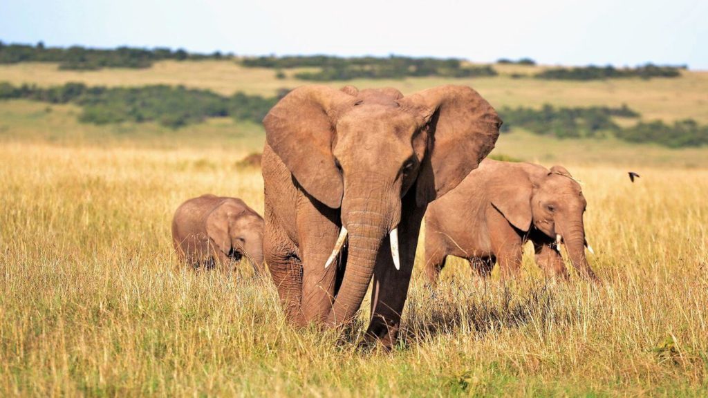 elephant mother with babies Kenya