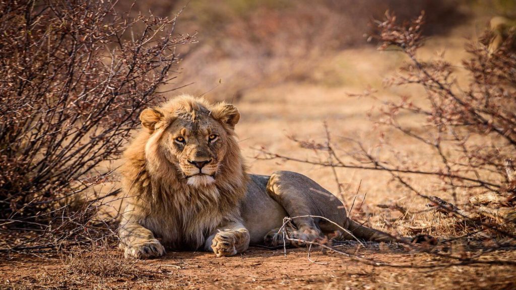 lion in Kruger National Park South Africa