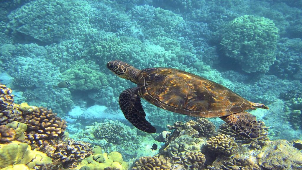 Hawaiian sea turtle swimming through a reef