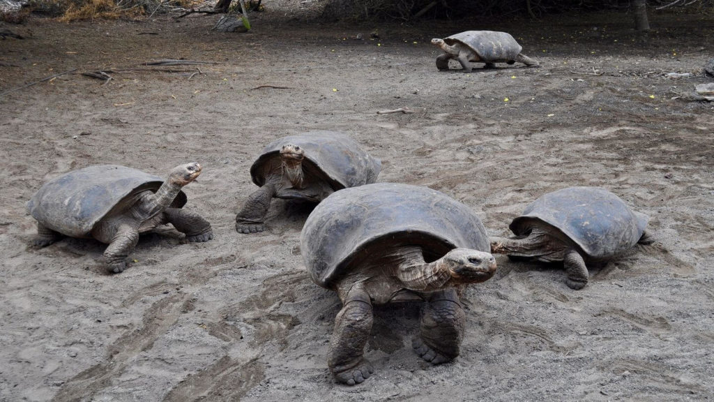 Galapagos tortoises