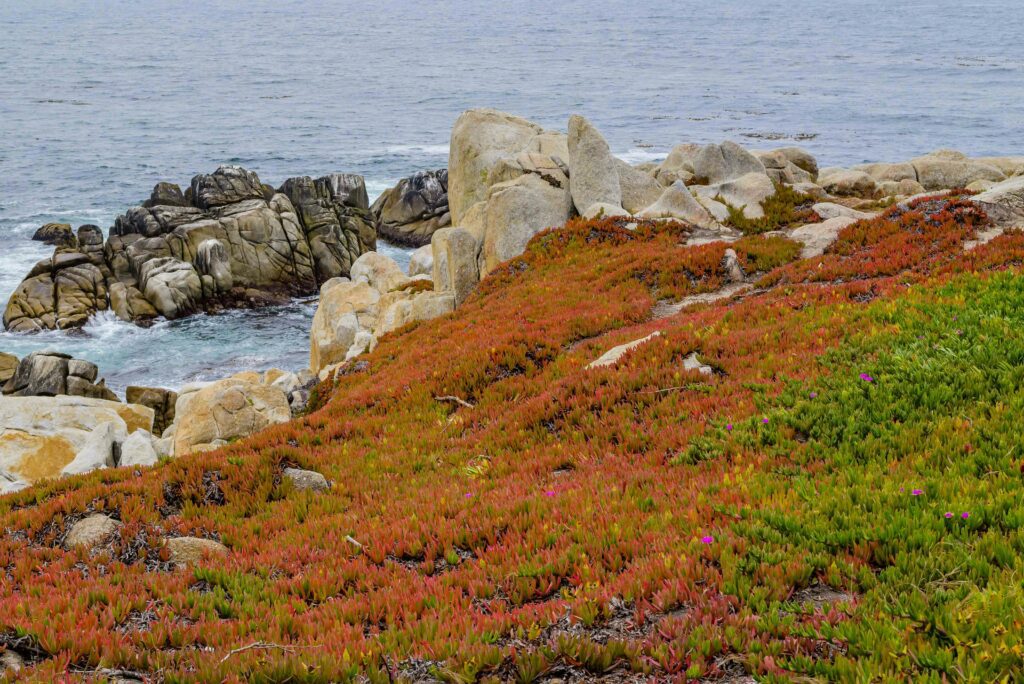 Orange and green flowers along the rocks of Pebble Beach, California,