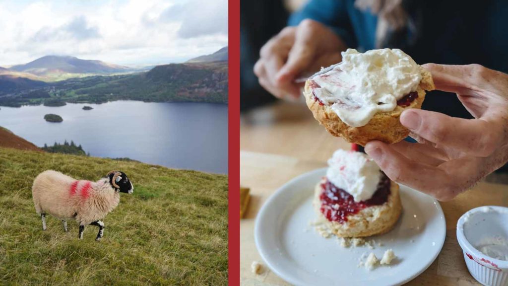 Sheep grazing in a field with a scenic lake and mountains backdrop on the left, and a close-up of a person applying clotted cream on a scone with jam on the right.