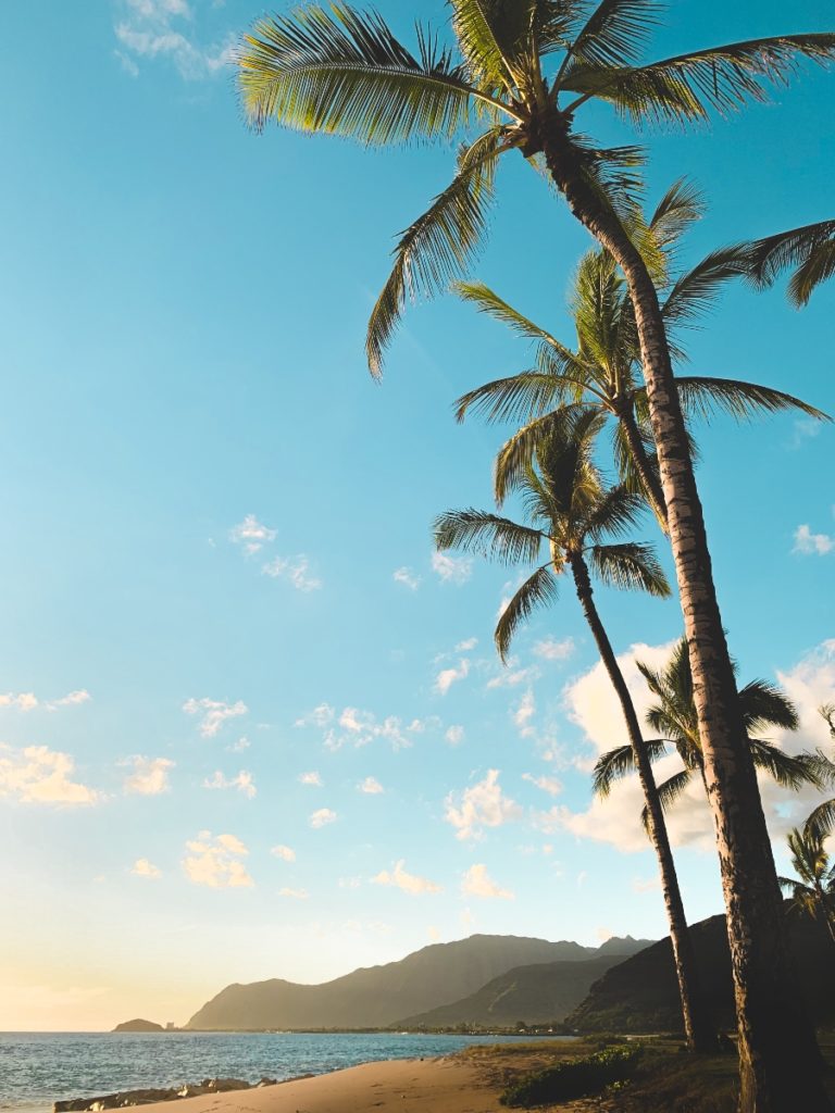 Tall palm trees overlooking a serene beach during sunset, ideal for those seeking travel alone to enhance mental wellbeing.