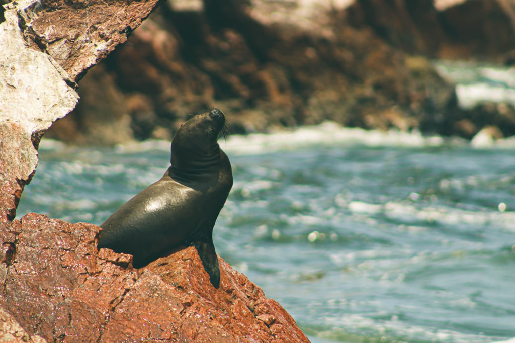 Paracas, Peru