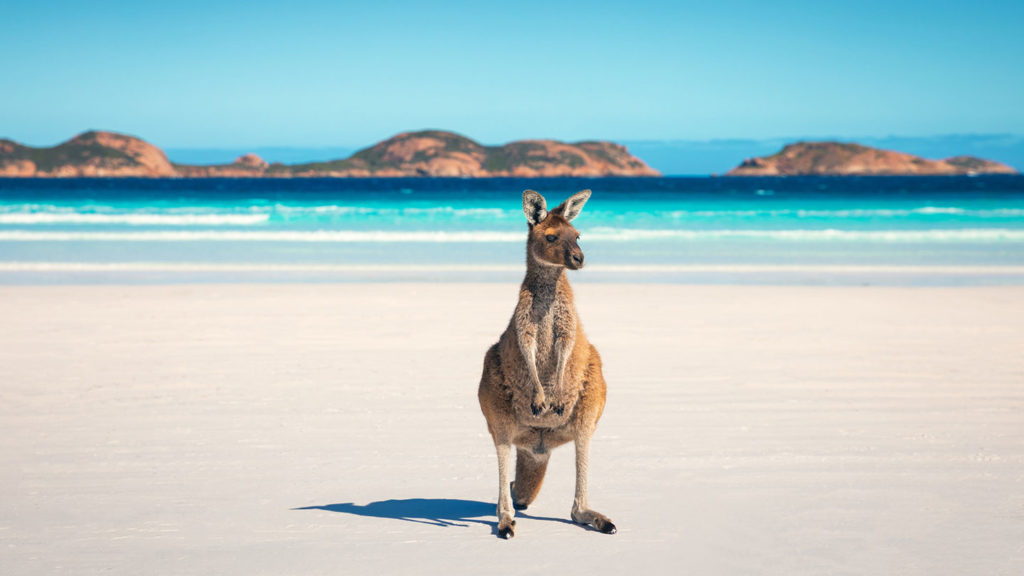 A kangaroo standing on a sandy beach with a clear blue sky and ocean in the background, epitomizing Australia's West Coast.