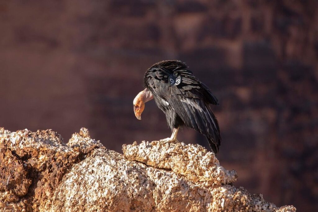 California condors