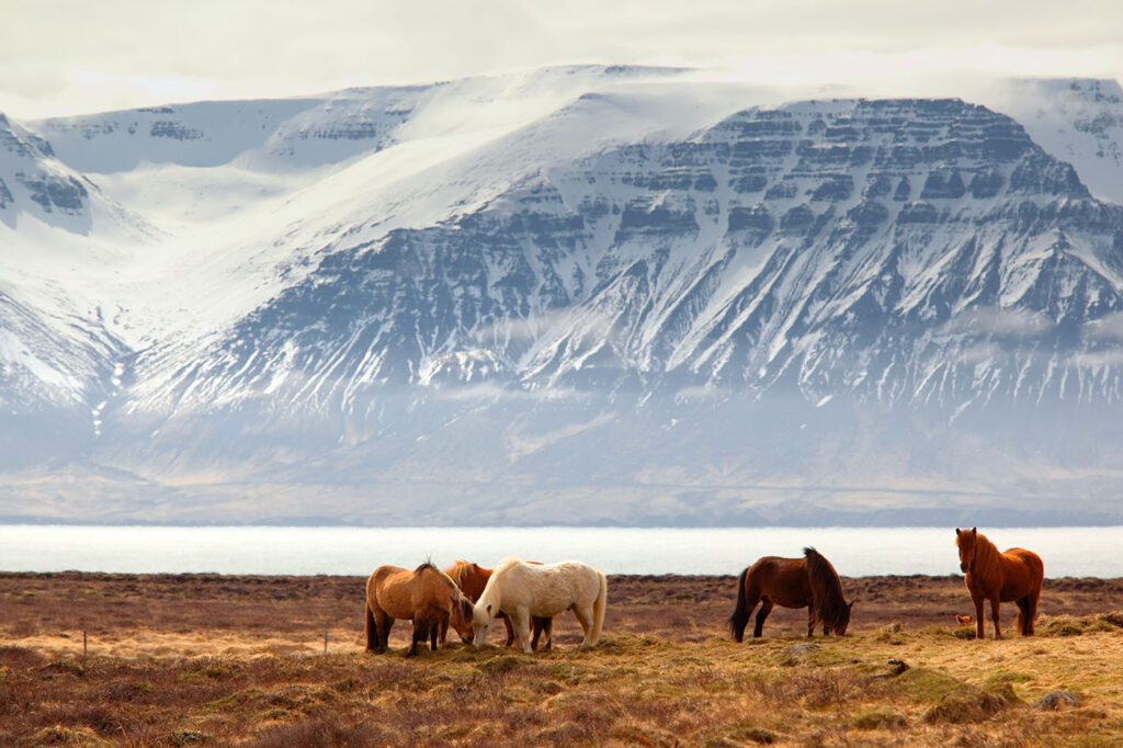 Icelandic language phrases