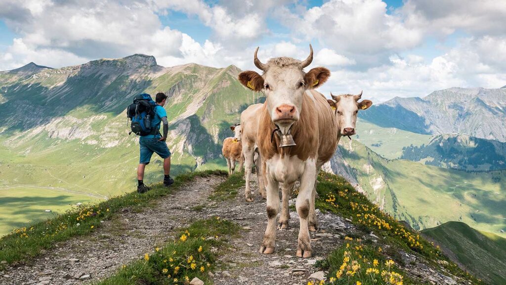 A hiker with a backpack observes cows on a mountain path in Switzerland with lush green hills and a blue sky in the background.