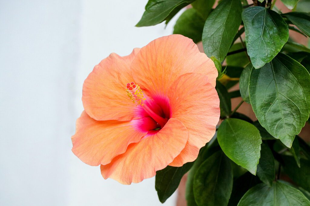 hibiscus