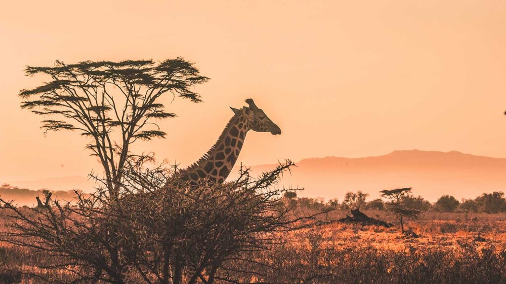 A family vacation includes a serene scene where a giraffe stands near an acacia tree against a warm, orange sunset sky in a savannah landscape.