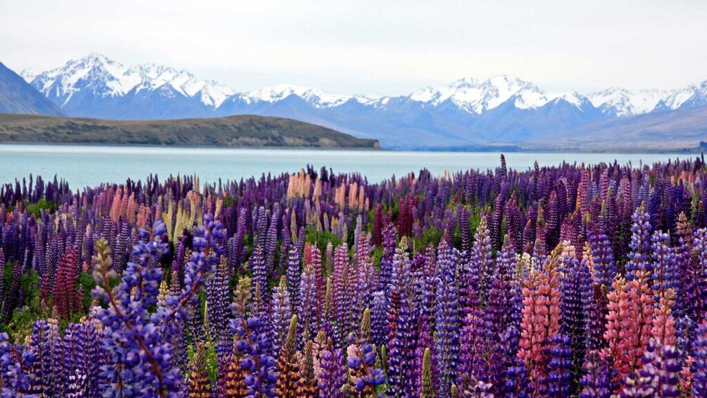 Vibrant field of purple and pink lupines in the foreground with a serene blue lake and snow-capped mountains in the background, ideal for a family vacation.