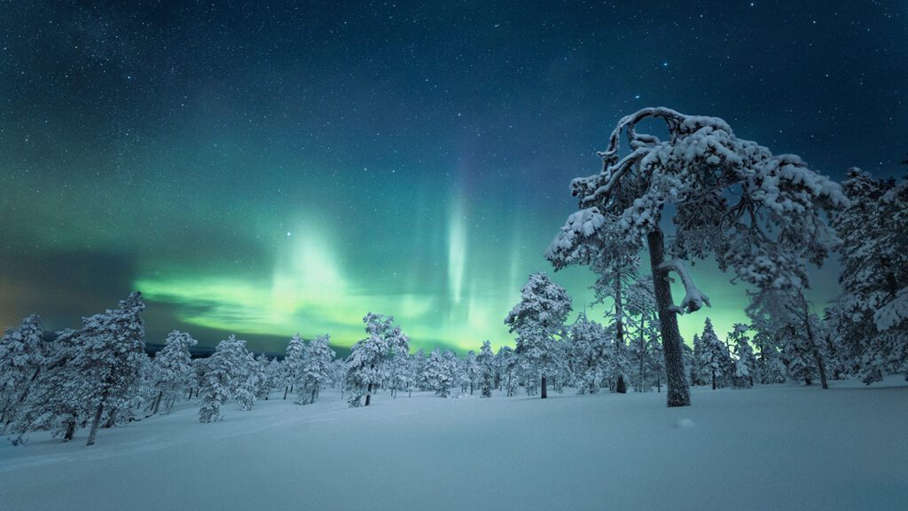 Aurora borealis inspires kids to travel as it illuminates the night sky with green and purple lights over a snowy forest landscape with snow-covered trees.
