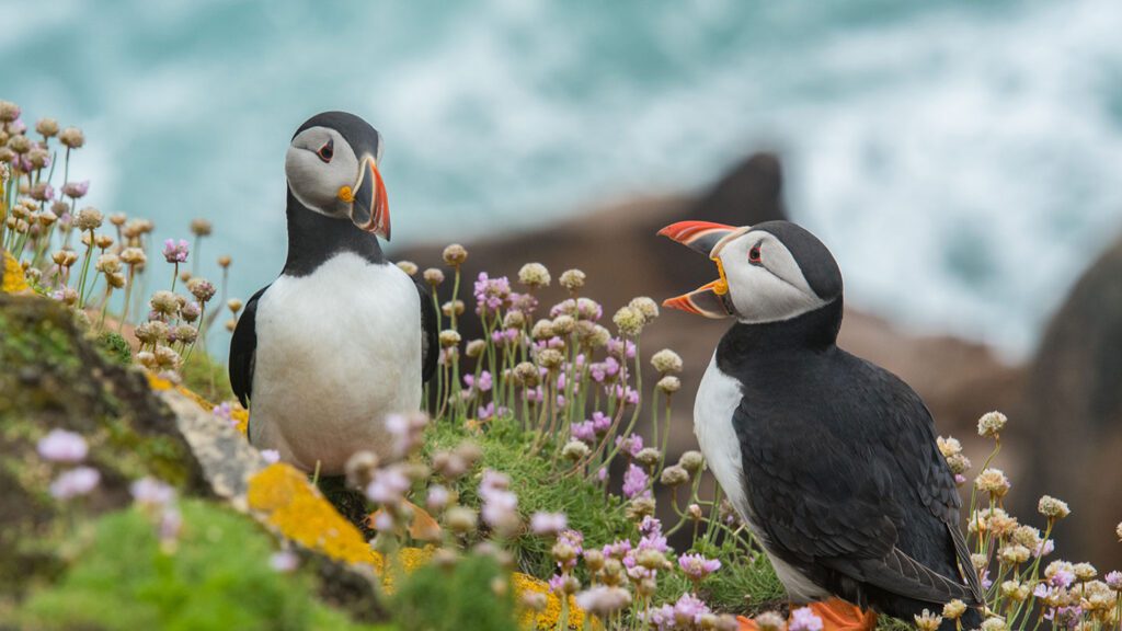 Two puffins on a cliffside in Ireland, surrounded by wildflowers, with the ocean in the background.