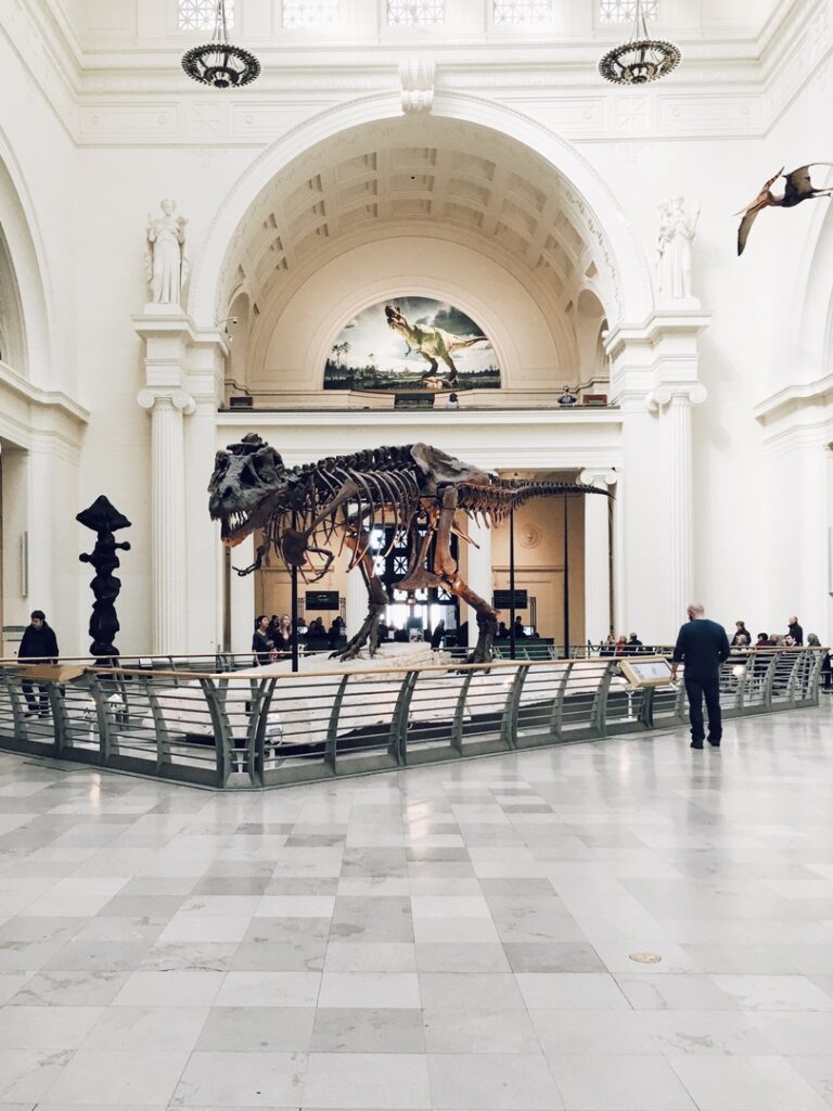 Dinosaur skeleton at the Natural History Museum
