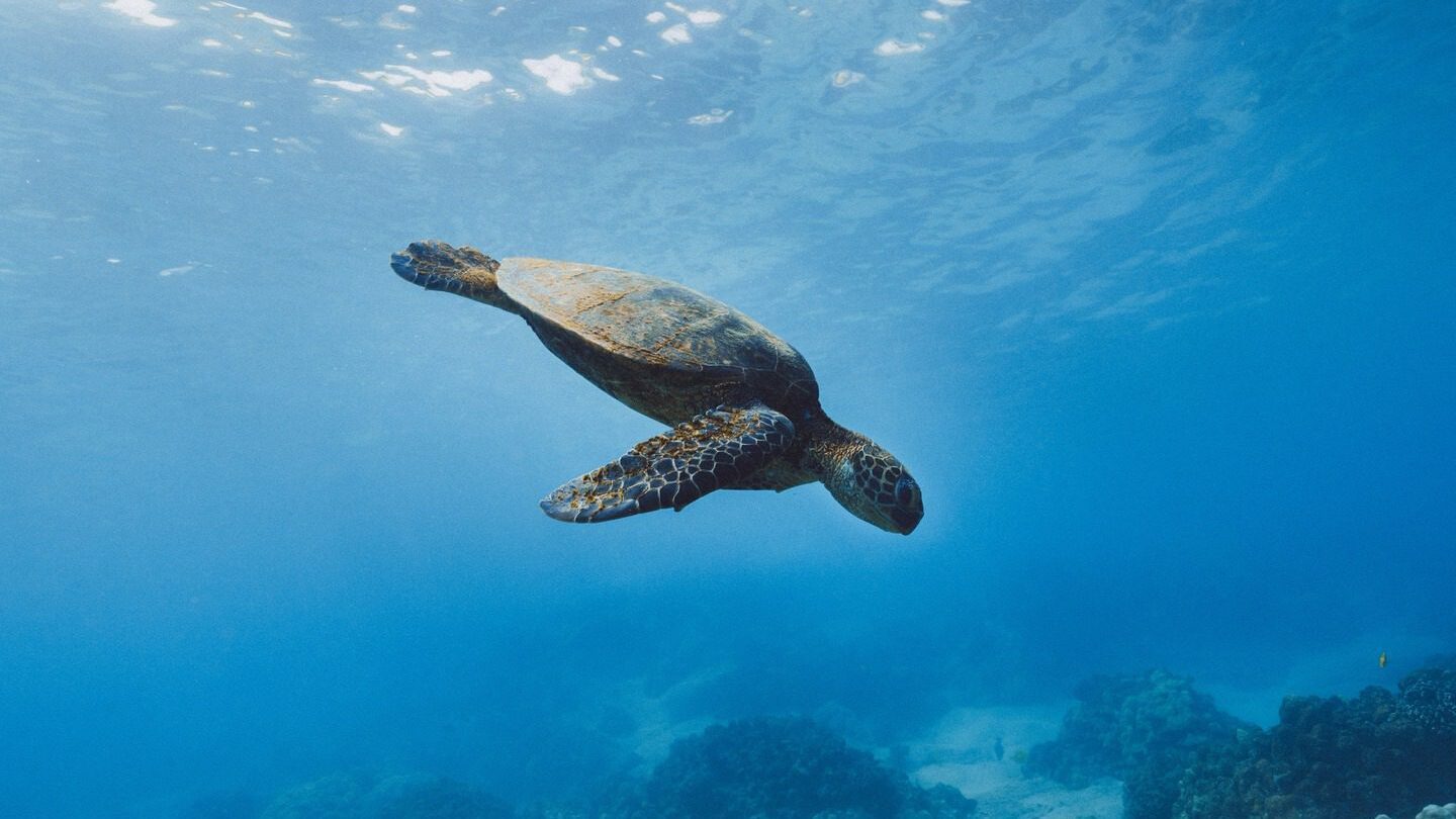 sea turtle Galapagos Islands