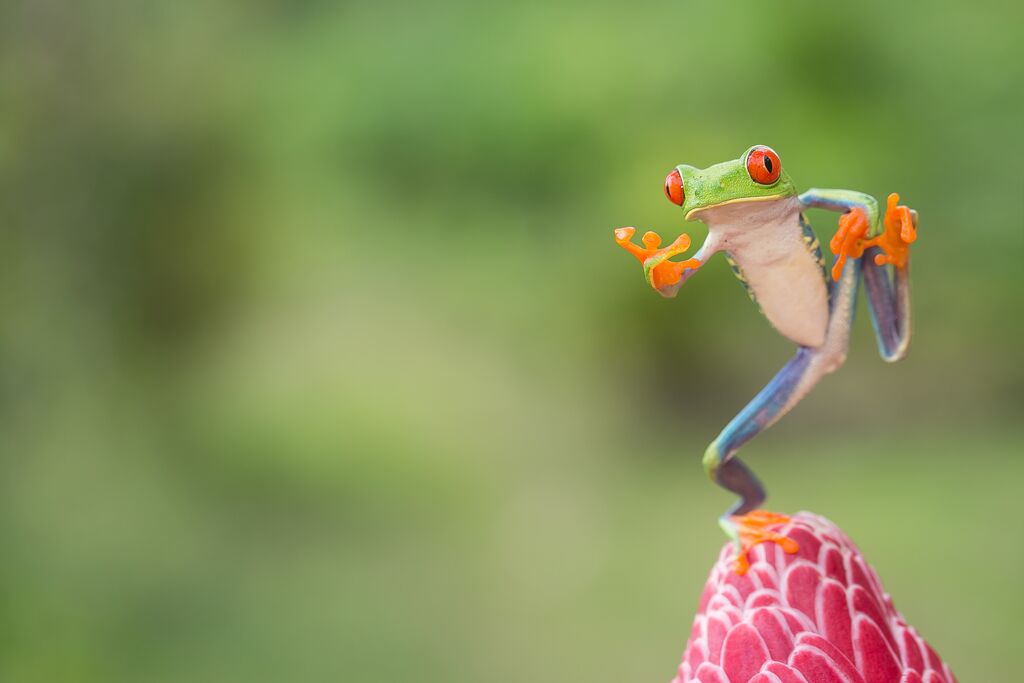 A tree frog dancing a top a flower bud