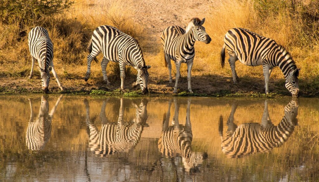 zebras in Kruger National Park