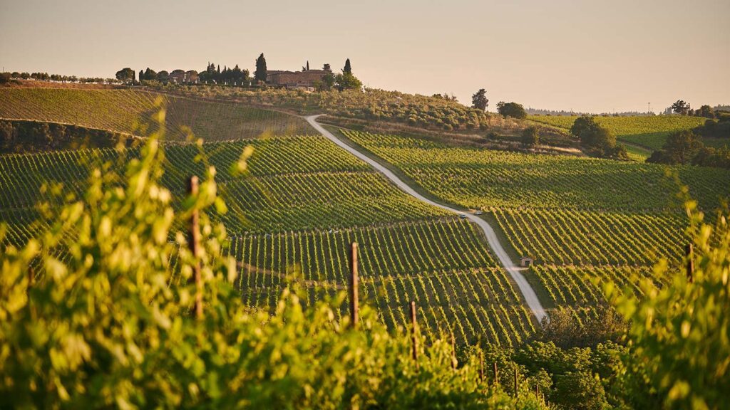 Rolling vineyards in Italy just before the harvest season