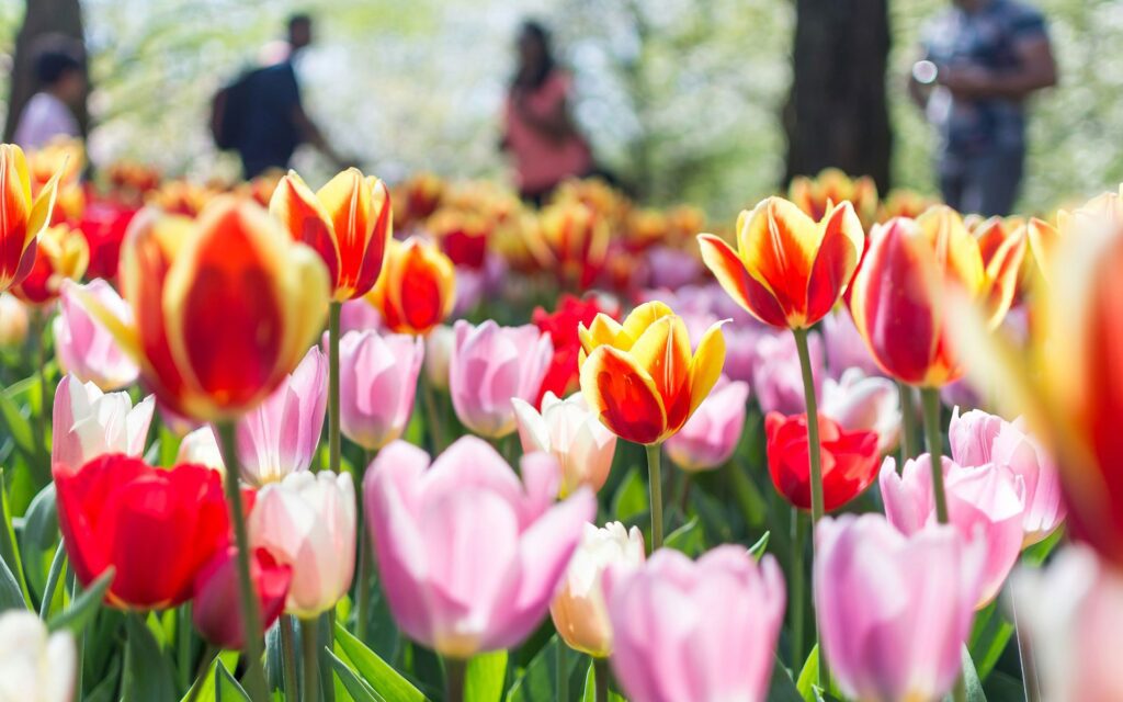 Colourful tulips in close up 